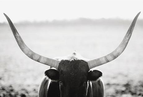 Black & White Buffalo Photography By Amy Carroll