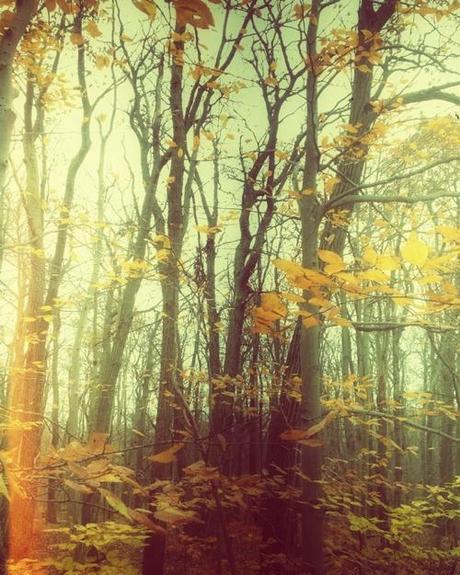 Landscape Photo Of Hazy Autumn Woods