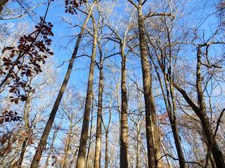 Piedmont Nature Trails at the North Carolina Botanical Garden