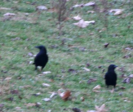 Sunshine and Shadow and Crows