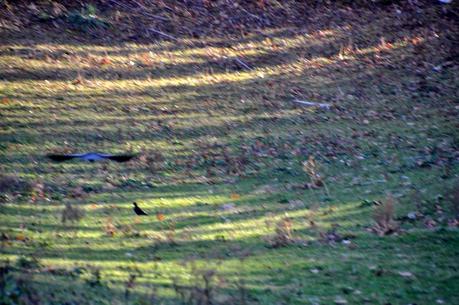 Sunshine and Shadow and Crows