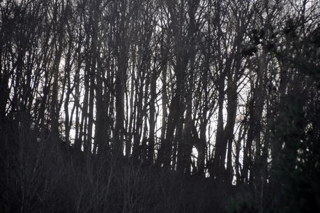 Sunshine and Shadow and Crows