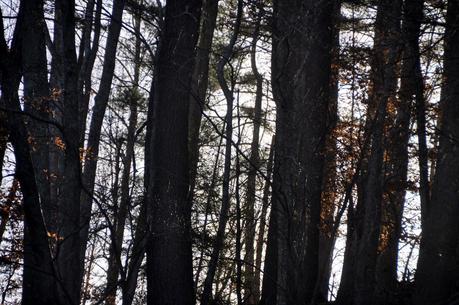 Sunshine and Shadow and Crows