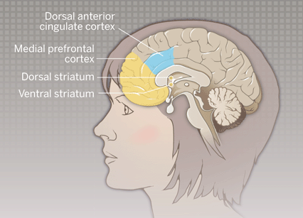 How our prefrontal cortex explores and exploits options.