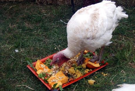 feeding of the turkeys (4)
