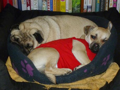 Charley and the Roof