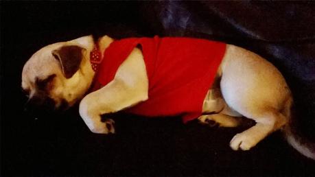 Charley and the Roof