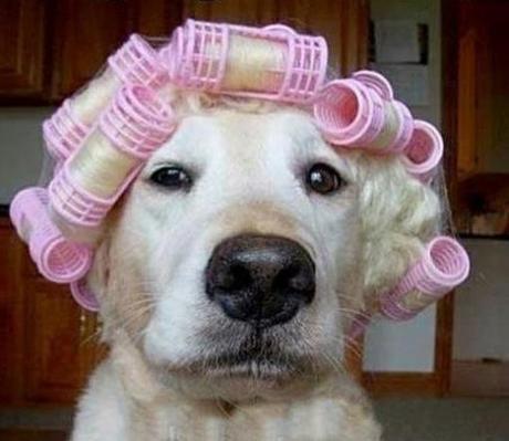 Top 10 Dogs Wearing Hair Curlers