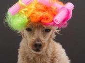 Dogs Wearing Hair Curlers