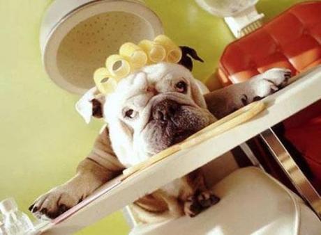 Top 10 Dogs Wearing Hair Curlers