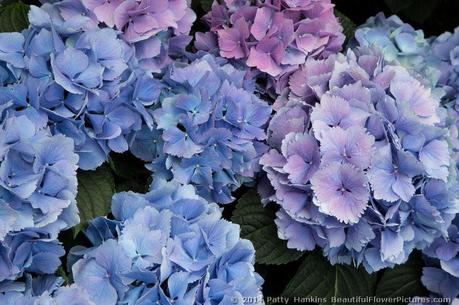 Bigleaf Hydrangeas © 2014 Patty Hankins