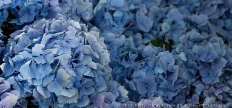 Bigleaf Hydrangeas © 2014 Patty Hankins