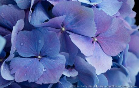 Bigleaf Hydrangeas © 2014 Patty Hankins