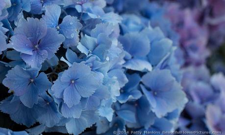 Bigleaf Hydrangeas © 2014 Patty Hankins