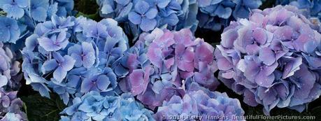 Bigleaf Hydrangeas © 2014 Patty Hankins