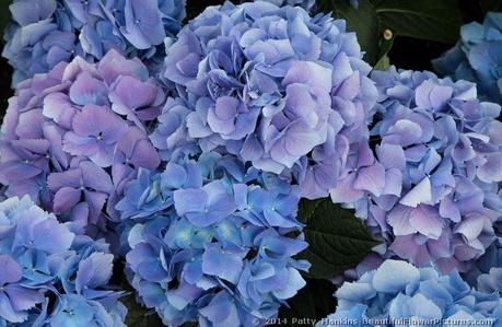 Bigleaf Hydrangeas © 2014 Patty Hankins