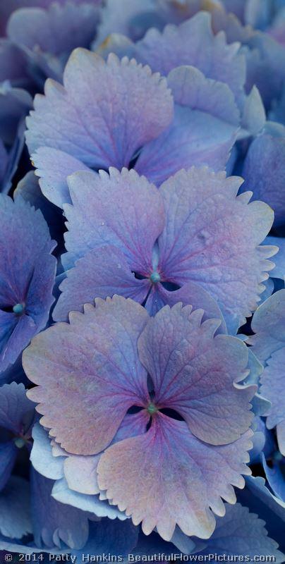 Bigleaf Hydrangeas © 2014 Patty Hankins