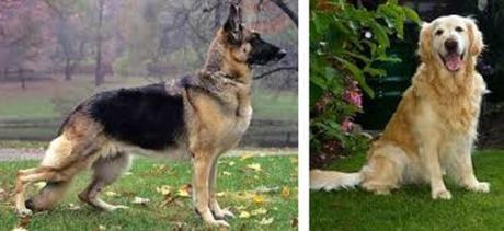 Guess which dog wins the spaghetti-eating contest! German Shepherd, Golden Retriever