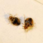 Can Bedbugs transmit diseases? 12_Bed Bug Nymphs