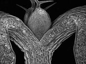 ARTArabidopsis: Confocal-laser-scanning-microscope Photography