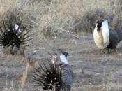 Westerners Want Save Sage-grouse (and Defenders Wildlife Blog