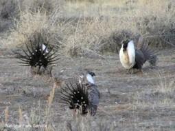 Westerners want to save the sage-grouse (and so do I) – Defenders of Wildlife Blog