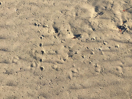Footprints from the Snowy Plover, at least they may be. :-) I am not a birder but I would love to be!