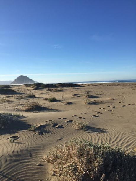 Morro Rock looms in the distance: I am standing on the edge of low level dunes. Love the textures here and the air smelled so remarkable!