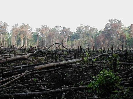 Deforestation environmental concern
