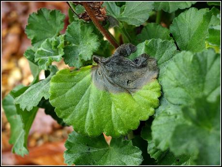 Pruning the Geraniums