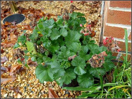 Pruning the Geraniums