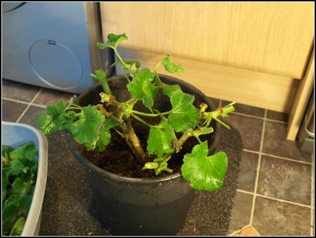 Pruning the Geraniums