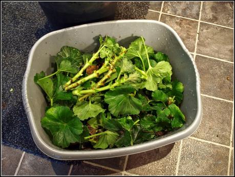 Pruning the Geraniums