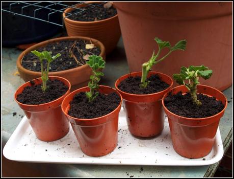 Pruning the Geraniums