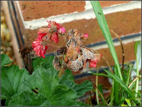 Pruning the Geraniums