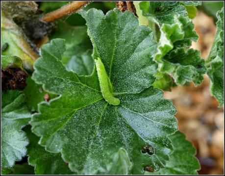 Pruning the Geraniums