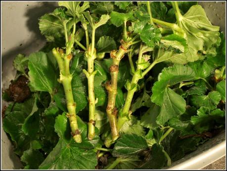 Pruning the Geraniums