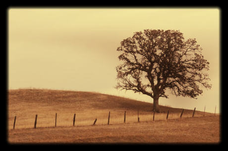 Corey amaro tree in the foothills