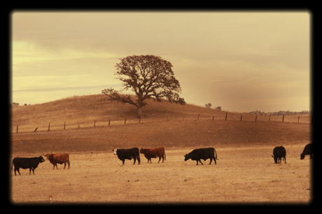 Corey amaro foothills cattle