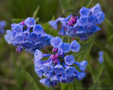New Photo: Virginia Bluebells II Virginia Bluebells © 2014 Patty Hankins