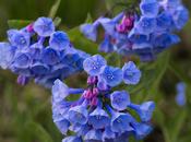 Photo: Virginia Bluebells