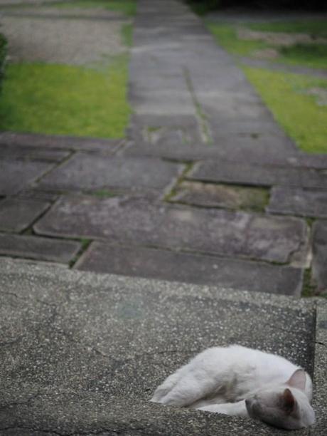 P7050038 米相場を左右した米処，山鹿 / Yamaga, the leader on the rice market