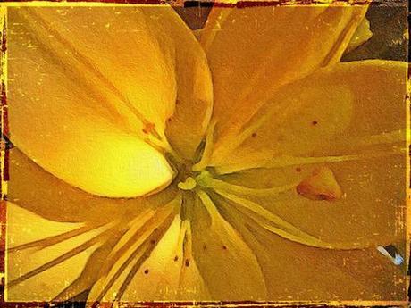 Flower Essence © lynette sheppard