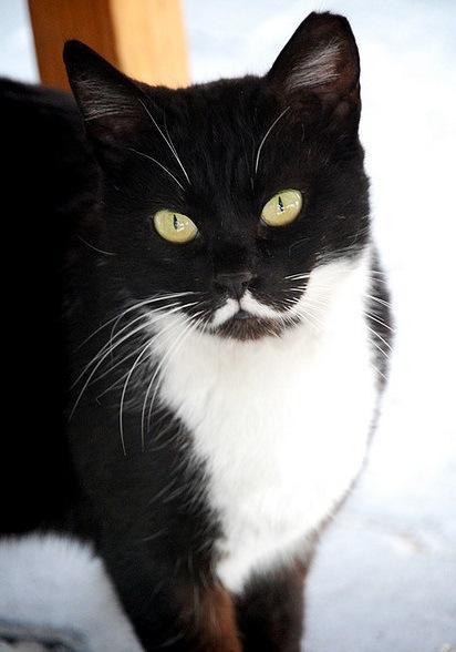 Top 10 Funny Cats with Moustaches