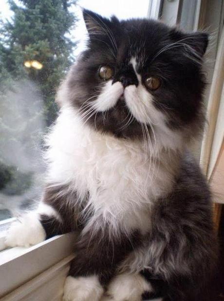 Top 10 Funny Cats with Moustaches