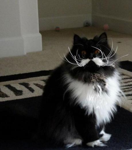 Top 10 Funny Cats with Moustaches