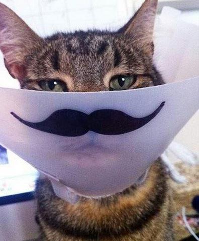 Top 10 Funny Cats with Moustaches