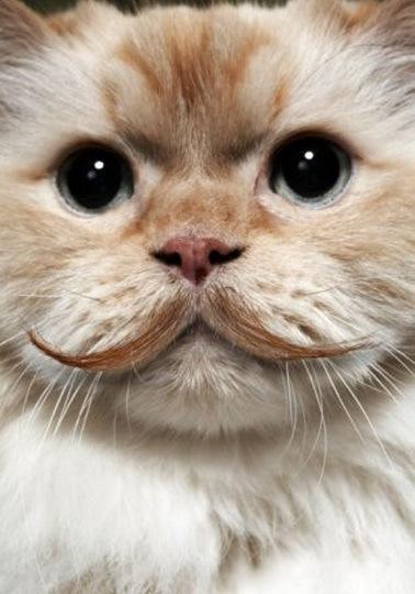 Top 10 Funny Cats with Moustaches