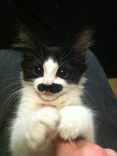 Top 10 Funny Cats with Moustaches