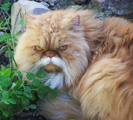 Top 10 Funny Cats with Moustaches